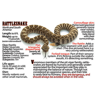 Rattlesnake Flipbook