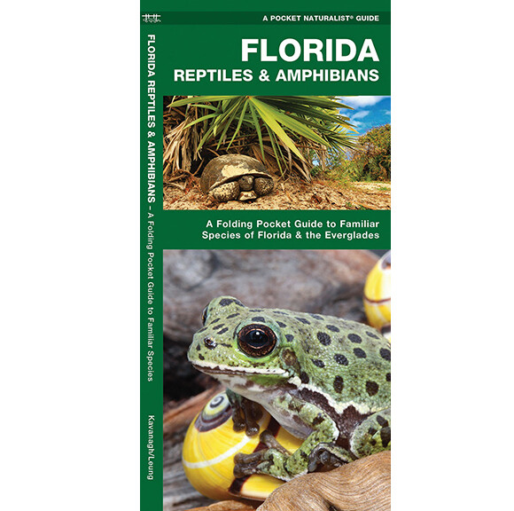 Fold: Florida Reptiles &amp; Amphibians