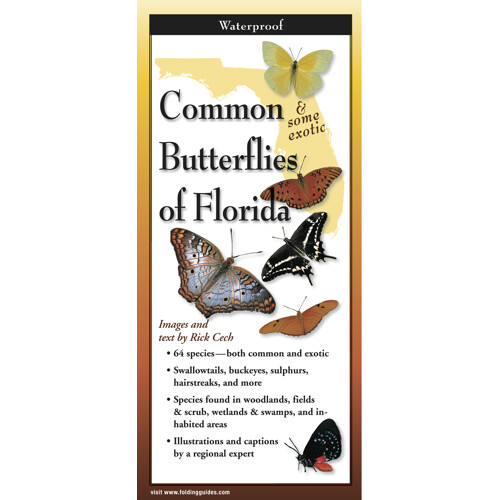 Fold: Common Butterflies of FL