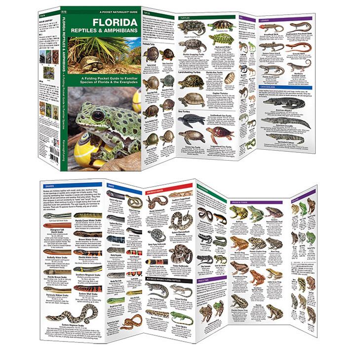 Fold: Florida Reptiles &amp; Amphibians
