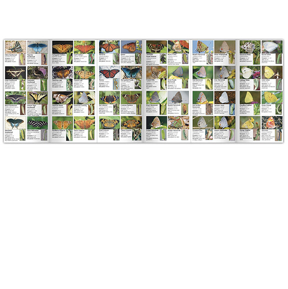 Fold: Butterflies of the Southern Coastal Plain