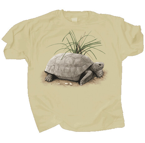 804 Tortoise