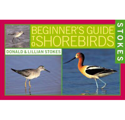 Stokes: Beginners Guide to Shorebirds