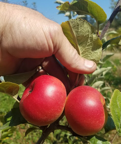 Domaine - Not Domine