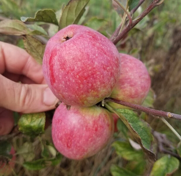 ​Harry Masters Jersey