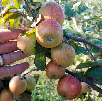 Tremlett's Bitter (Geneva)