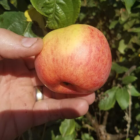 ​Breakwell's Seedling