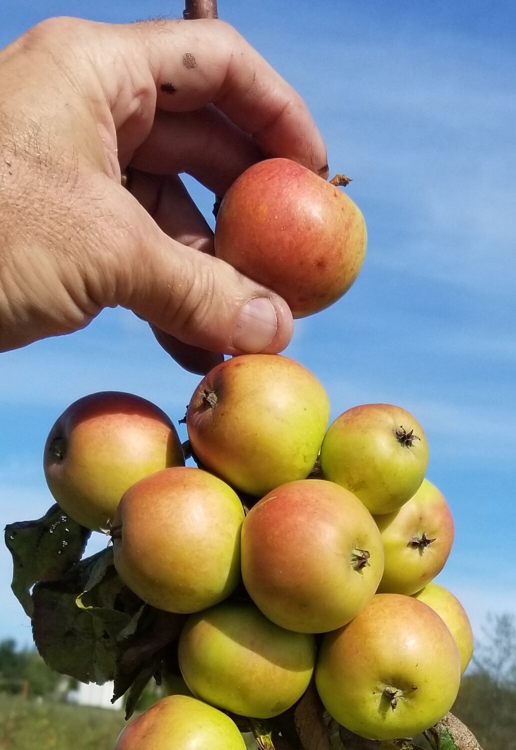 Fréquin Tardive de la Sarth