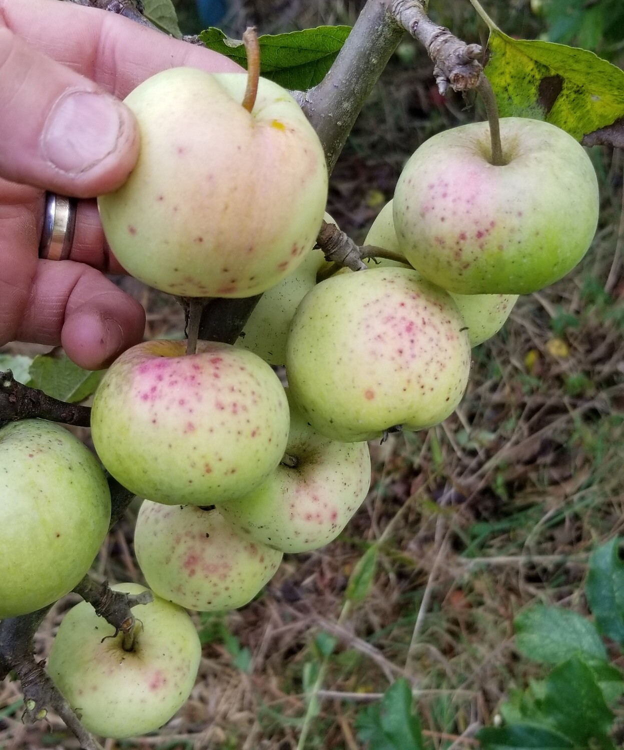 Amère de Berthecourt