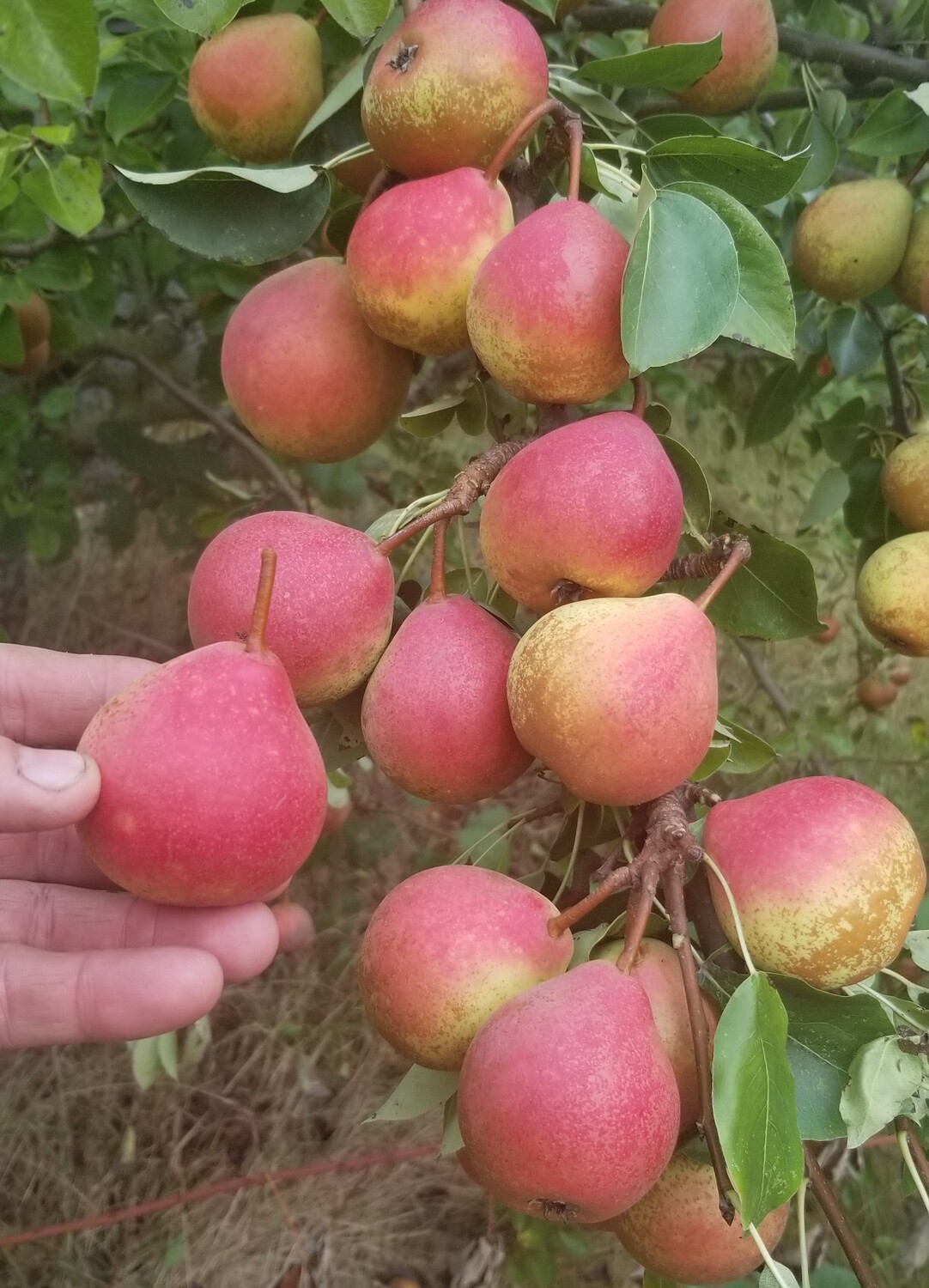 Winnals Longdon Pear