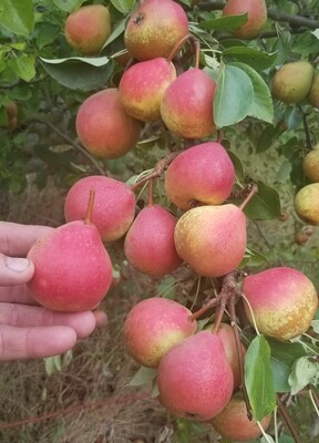 Winnals Longdon Pear