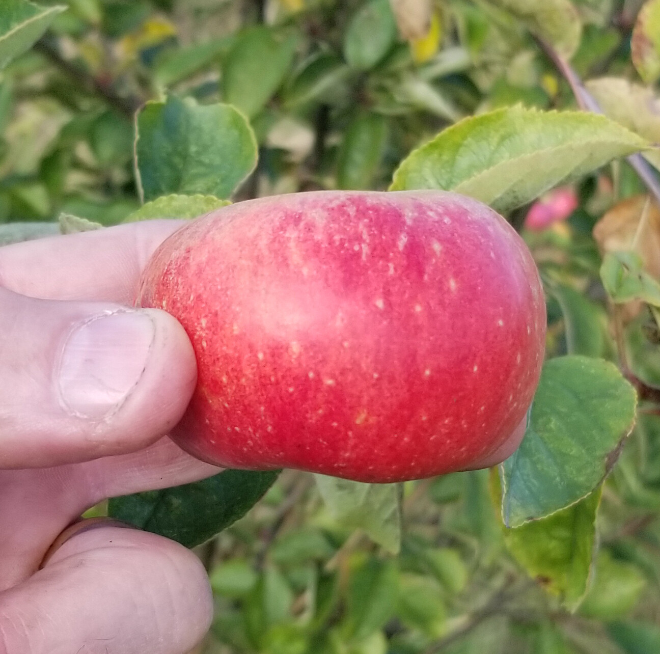 Court Pendu de Franc