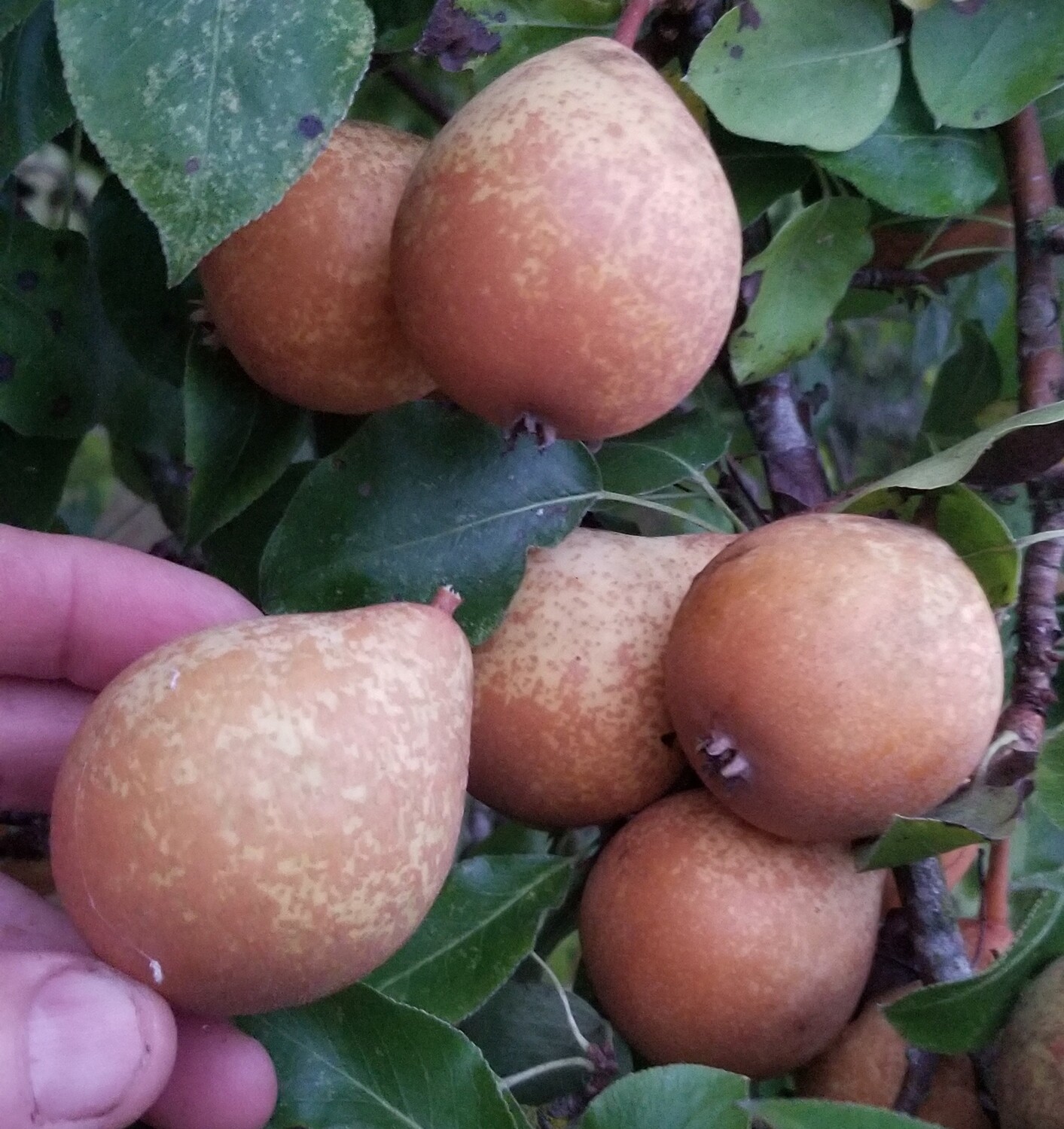 Thorn Pear