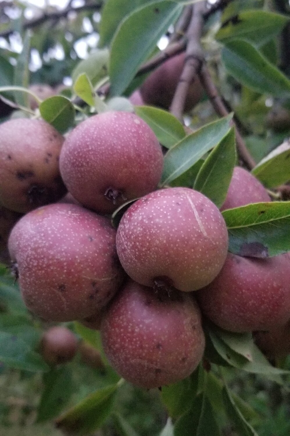 Seckel Pear
