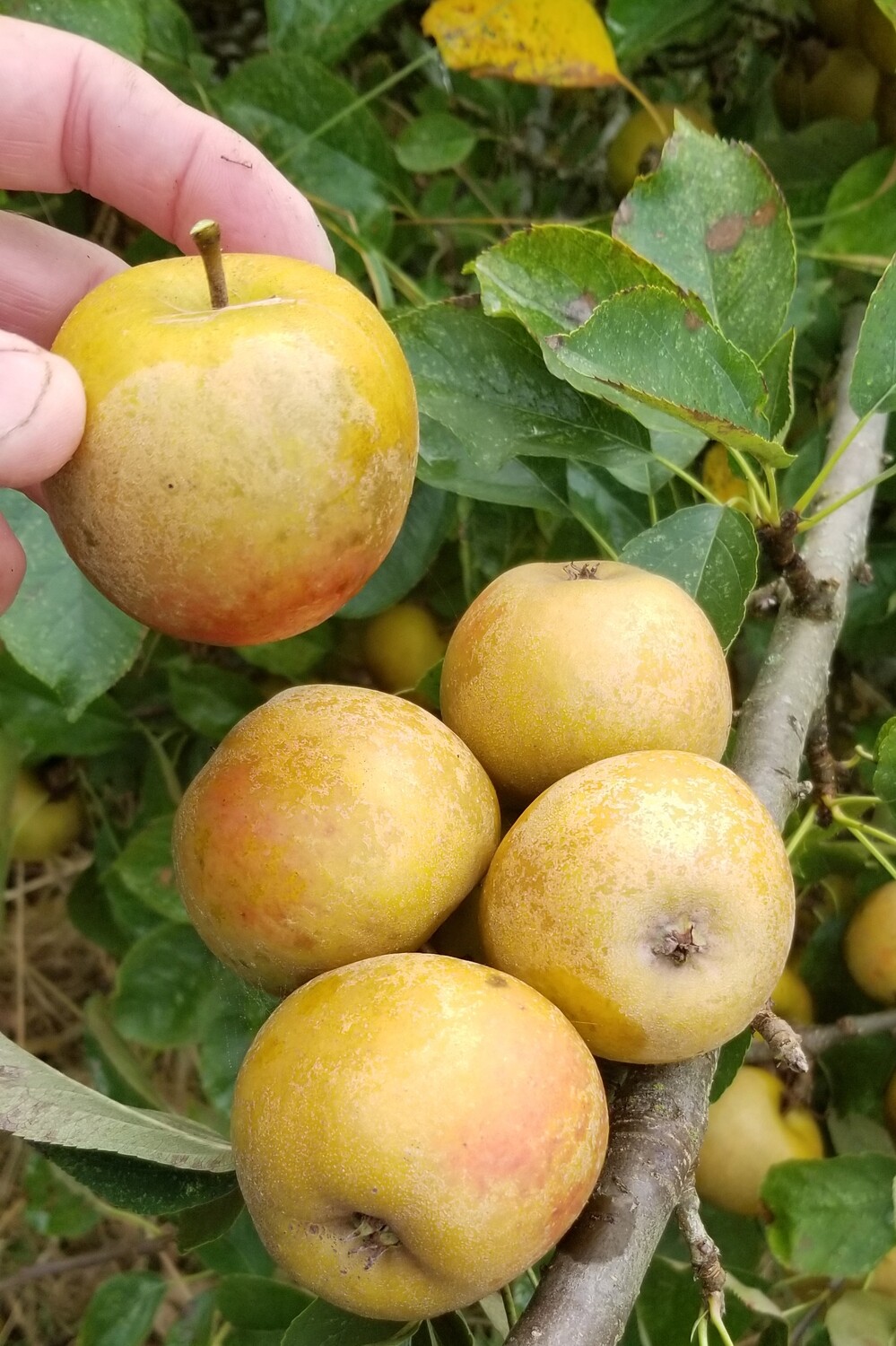Ashmead's Kernel