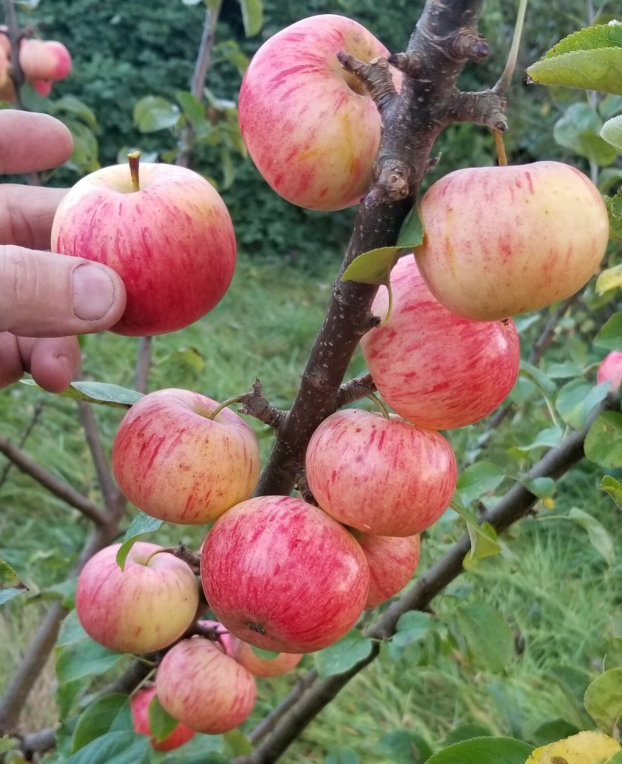 Improved Lambrook Pippin