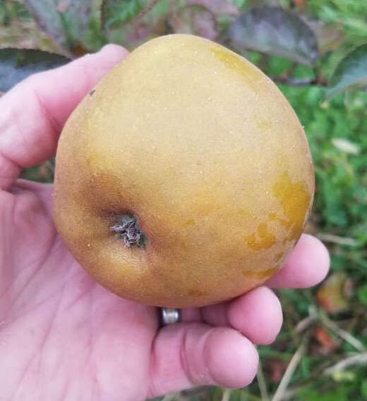 Reinette Tres Tardive