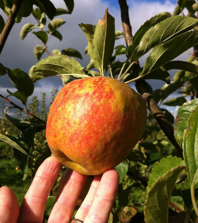 Finkenwerder Herbstprinz