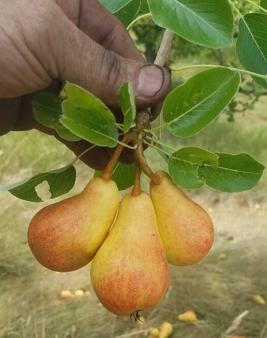 Bella Di Guigno Pear