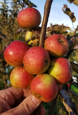 ​Muscadet de Levee