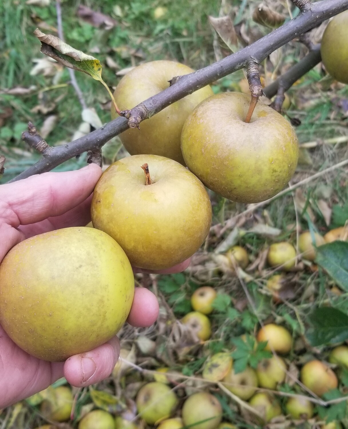 Wheeler's Golden Russet