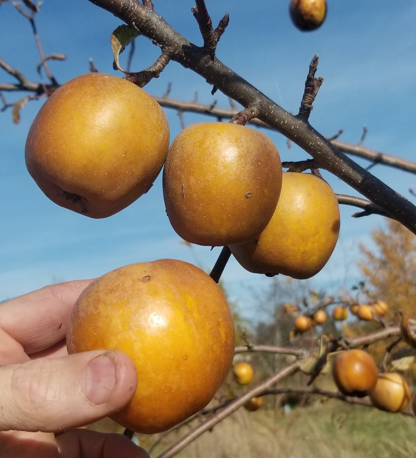 Isle of Wight Pippin