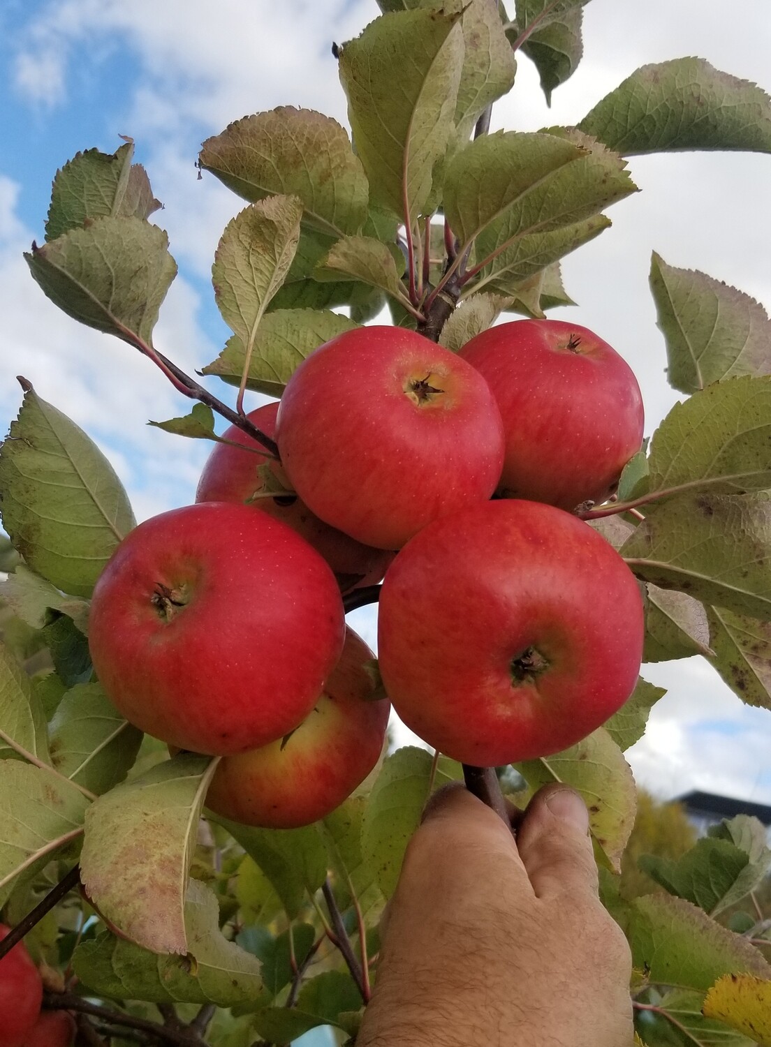 ​Bramley's Seedling