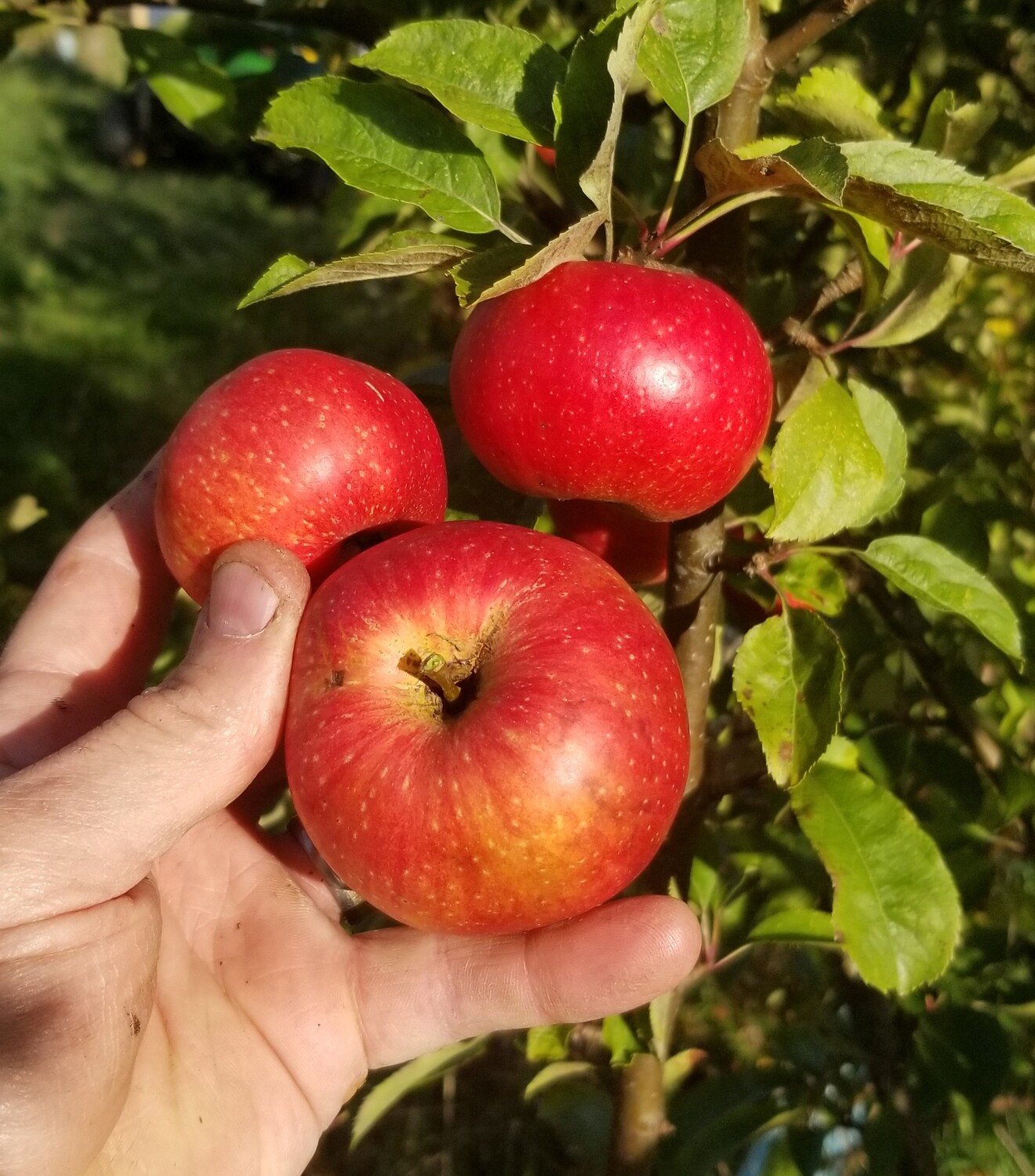 Brown Thorn Apple