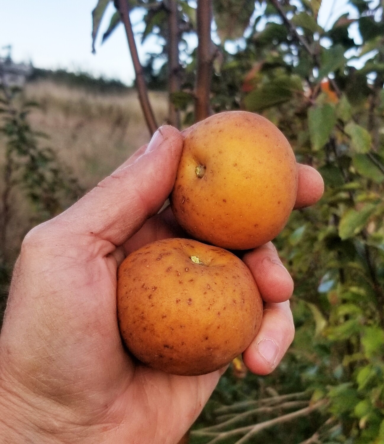 Egremont Russet