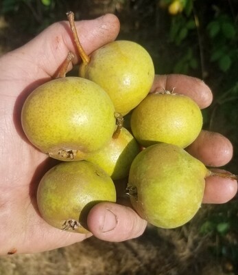 Taynton Squash Perry Pear