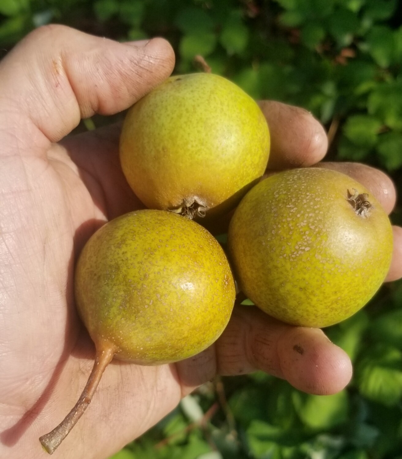 Hendre Huffcap Perry Pear