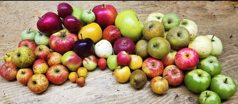 Best Time to Plant an Orchard Was 10 Years Ago - The Second Best Time is Now.