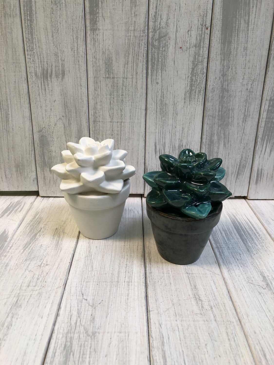 Succulent / Sweet Potted Succulent / Sweet Potted