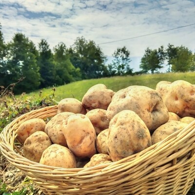 PATATE QUARANTINA BIANCA - 1 KG