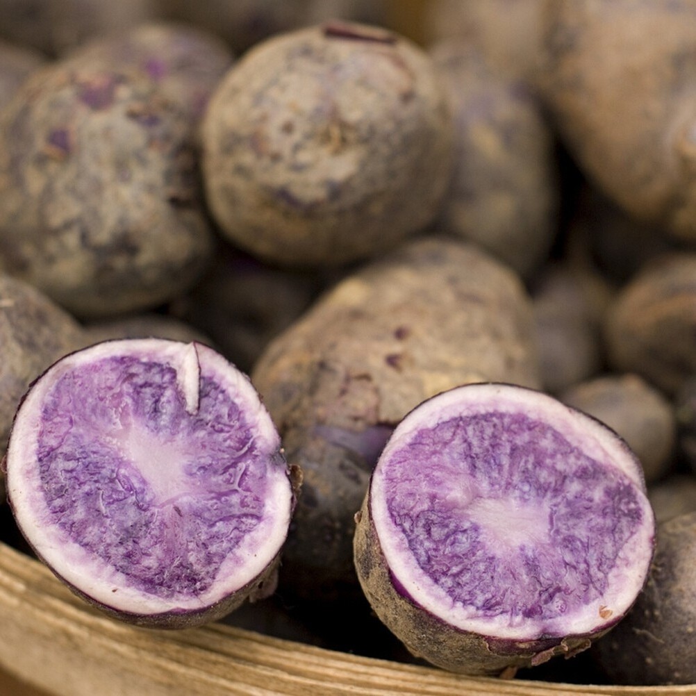 Patate viola vitelotte: 100% naturale, dal Sud America all'Alta Langa