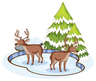 Reindeers