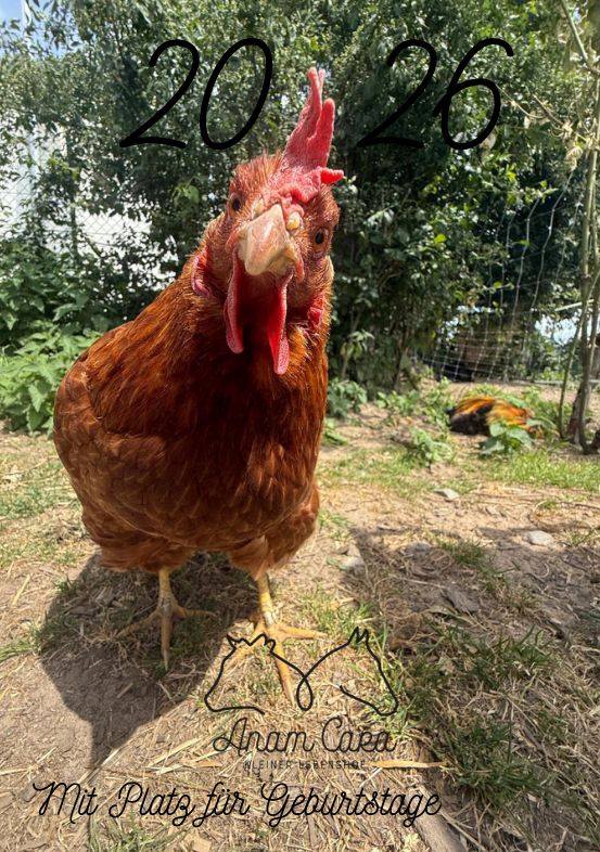 Anam Cara Hofalltag Tischkalender 2026 VORVERKAUF