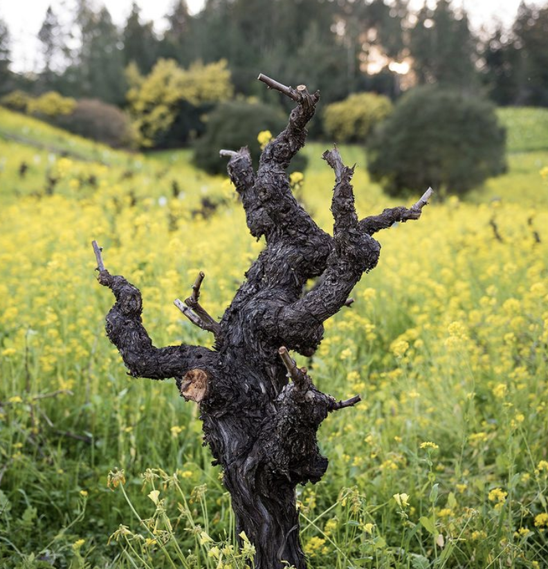 Recorded Sonoma County Webinar with MS Christopher
Tanghe