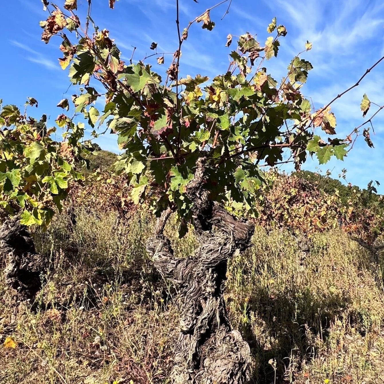 12/3 Rediscover Rioja Webinar