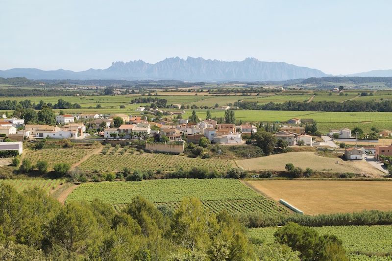 Vineyards in Penedés
