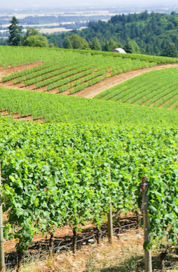Recorded Willamette Valley Webinar with MS Chris Tanghe