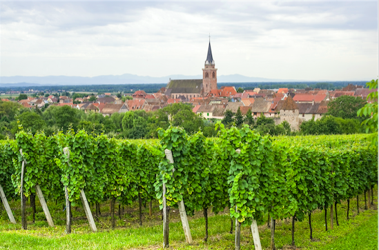 Recorded Alsace Webinar with MS Chris Tanghe