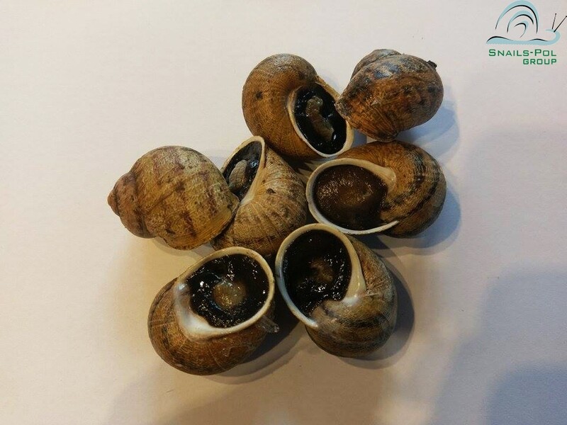 Reproduktory Helix Aspersa Maxima (kg)