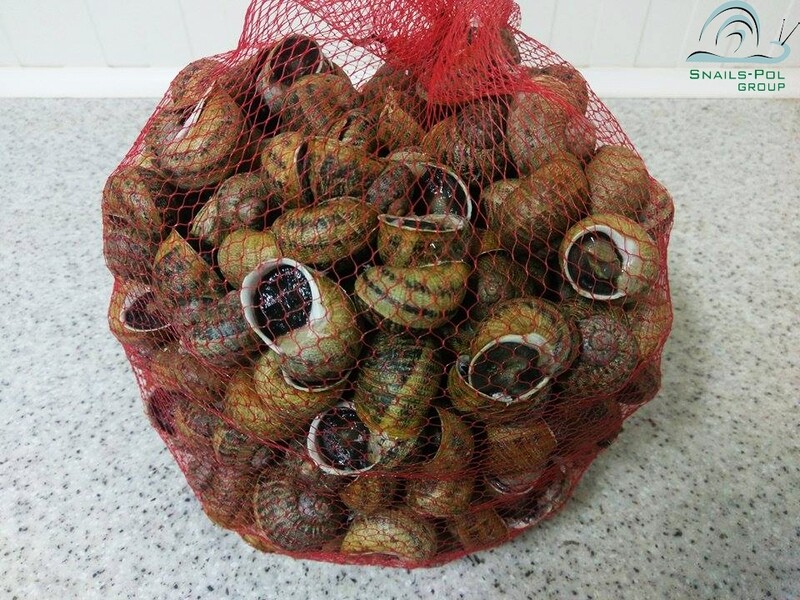 Reproduktory Helix Aspersa Maxima (kg)