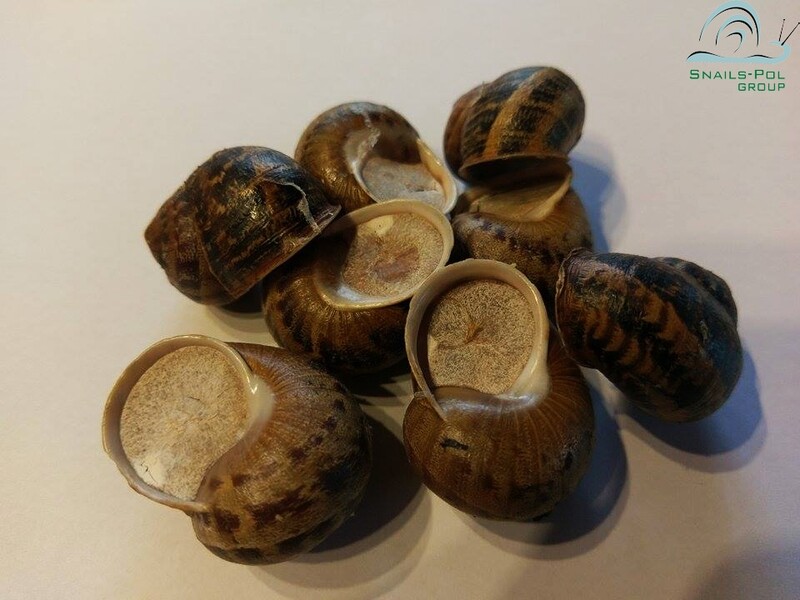 Reproduktory Helix Aspersa Müller (kg)