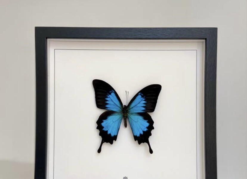 Tableau réel papillon Ulysse fond écru, 23/23 cm