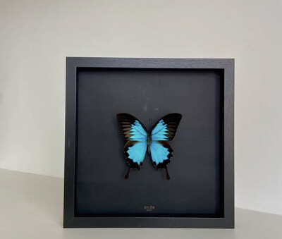 Cadre papillon Ulysse 23/23 cm