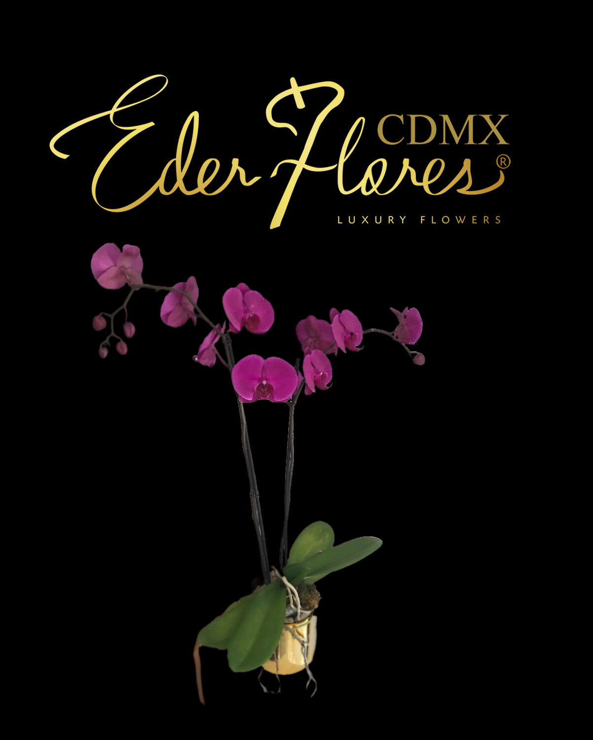 Maceta de orquídea Phalenopsis