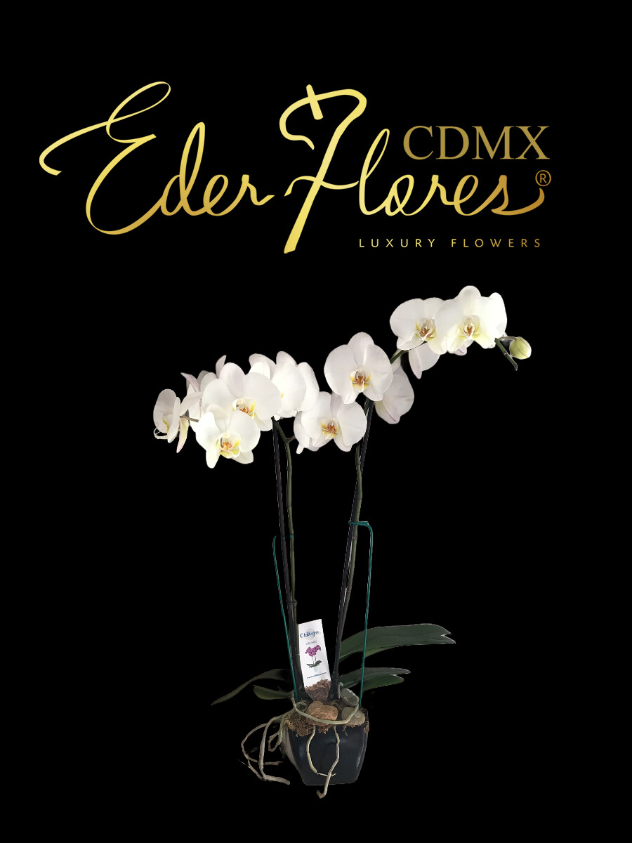 Maceta de orquídea phalenopsis