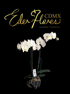 Maceta de orquídea phalenopsis Maceta de orquídea phalenopsis